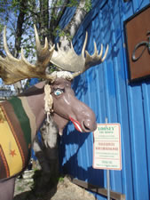 Loosey the Moose